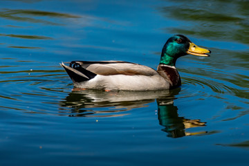 A male mallard swimming a a little lake in the Mönchbruch natural reserve in Hesse, Germany.