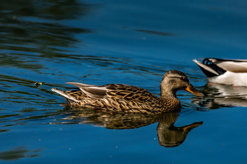 A female mallard swimming a a little lake in the Mönchbruch natural reserve in Hesse, Germany.