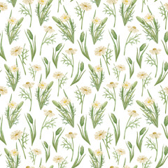 Watercolor seamless pattern with chamomile flowers. Wild flowers and grass. Vintage botanical background for textile, wallpaper, wrapping, medical and cosmetic purposes