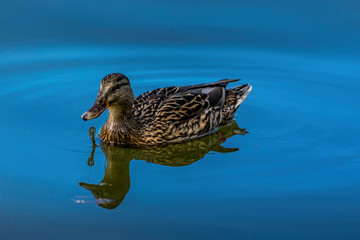 A female mallard swimming a a little lake in the Mönchbruch natural reserve in Hesse, Germany.