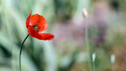 The dominant red.Lone red poppy.Poppy flowers are attractive and unique.The picture on the screen...
