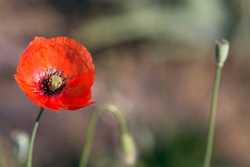 The dominant red.Lone red poppy.Poppy flowers are attractive and unique.The picture on the screen saver.In focus poppy flowers.
