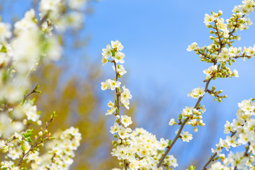 blooming spring tree against the blue sky . white cherry flowers are illuminated by the sun.