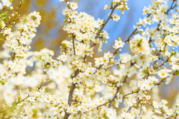 blooming spring tree against the blue sky . white cherry flowers are illuminated by the sun.