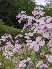 pink and white flowers