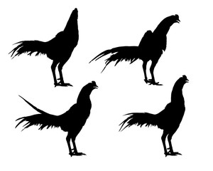 four black chiken standing on white background,animal,copy space