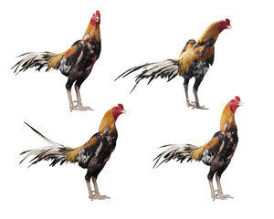 four chicken standing on white background,animal,copy space