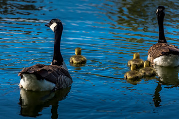 A family of canadian geese swimming on a little lake at a natural reserve called Mönchbruch in Hesse, Germany.