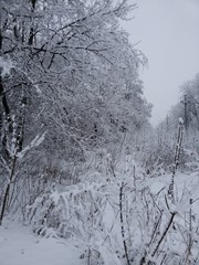 trees in snow