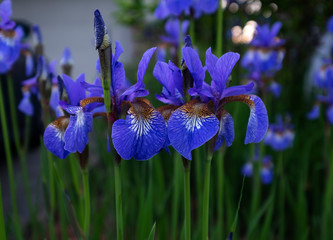 Blue iris flowers and green leaves ,summer background.