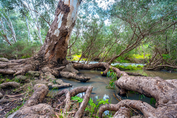Exposed tree roots growing over water in Organ Pipes National Park, Victoria, Australia