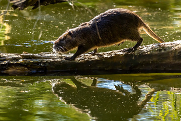 A nutria climbing on a tree in a little lake at a natural reserve called Mönchbruch in Hesse, Germany.