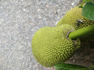 Jack fruit in kerala