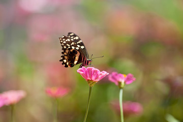 Beautiful butterfly rests on a flower in the Lake Manyara National Park, Tanzania