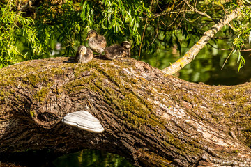 Obraz premium Ducklings sitting close together on an old tree in a little lake in the Mönchbruch natural reserve in Hesse, Germany.