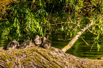 Ducklings sitting close together on an old tree in a little lake in the Mönchbruch natural reserve in Hesse, Germany.