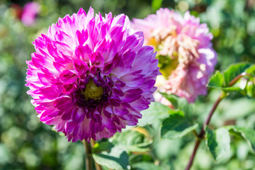 Fototapeta premium bee on pink flower