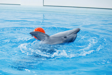 Dolphin in the indoor pool playing with balls, active playful mammal