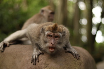 Portrait eines Affen in Ubud, Bali