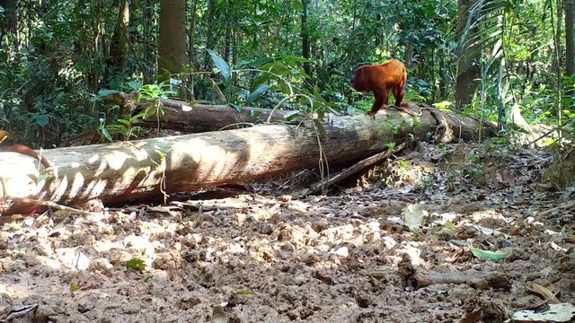 red howler monkey in the wild, amazon rainforest animal.