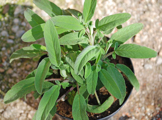 A pineapple sage plant growing in a plastic pot
