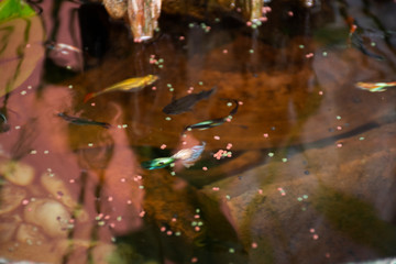 Guppy fishes or millionfish and rainbow fish swimming in water and eating food and lotus plant in fish claypot at small garden in Nonthaburi, Thailand