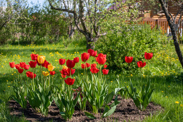 Red and yellow tulips on a background of green grass