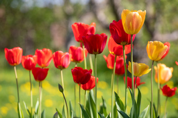 Red and yellow tulips on a background of green grass