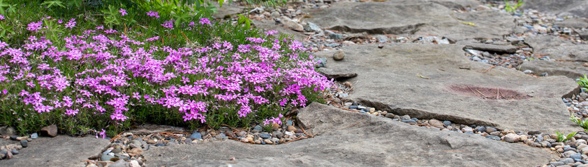 Floral background with violet flowers and stone