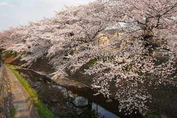 桜　春　桜並木　川沿い　お花見
