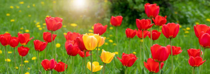 Fototapeta na wymiar Red and yellow tulips on a background of green grass