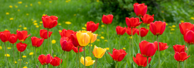 Naklejka na ściany i meble Red and yellow tulips on a background of green grass
