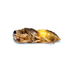 Close up of dead asian hornet larva larvae insect. Poisonous venom animal. isolated on the white background.