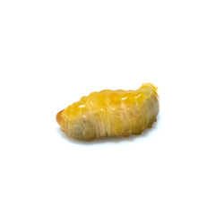Close up of dead asian hornet larva larvae insect. Poisonous venom animal. isolated on the white background.