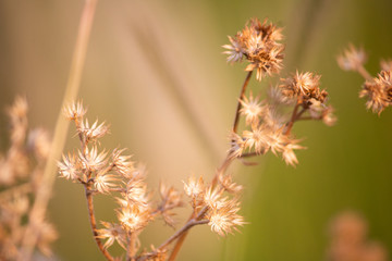 wild flowers on the jungle