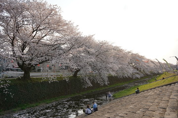 桜 春 桜並木 川沿い お花見