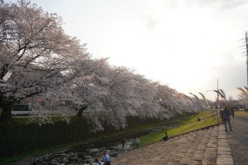 桜　春　桜並木　川沿い　お花見