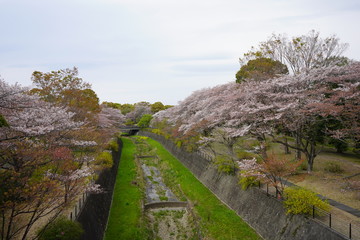 Fototapeta na wymiar 桜　春　桜並木　川沿い　お花見