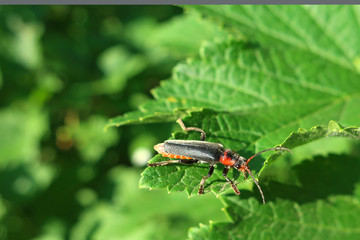 Cantharidae beetle with antennae close-up on a green leaf on a sunny summer day
