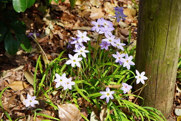 花韮　ハナニラ　春の花　木陰　公園