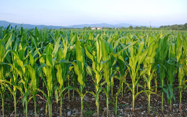 A field of corn growing in the Italian region of Friuli – a big producer of corn, but mainly for polenta rather than sweetcorn
