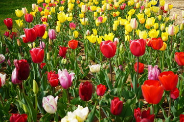 チューリップ　公園　春　群生　満開　花壇