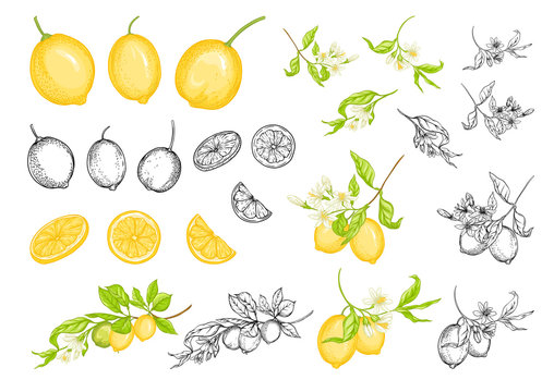 Lemon tree branch with lemons, flowers and leaves. Element for design. Outline and colored hand drawing vector illustration. Isolated on white background..