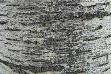 Textura madera árbol