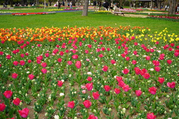 チューリップ　公園　春　群生　満開　花壇