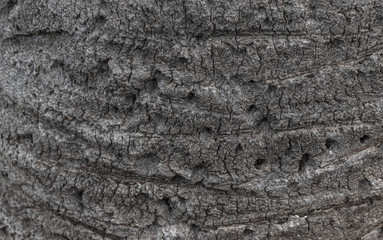 Wallpaper with the texture of the bark of a tree palm