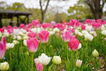 Obraz premium チューリップ 公園 春 群生 満開 花壇