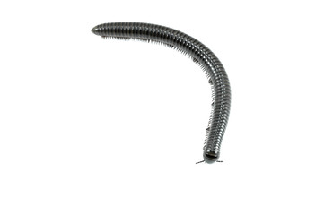 animal millipede on white background