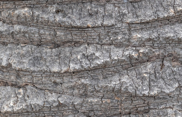 The bark of a palm tree is a Detail of the bark texture.Wallpaper with texture