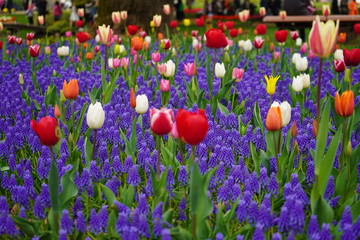 チューリップ　花壇　ガーデニング　公園　春